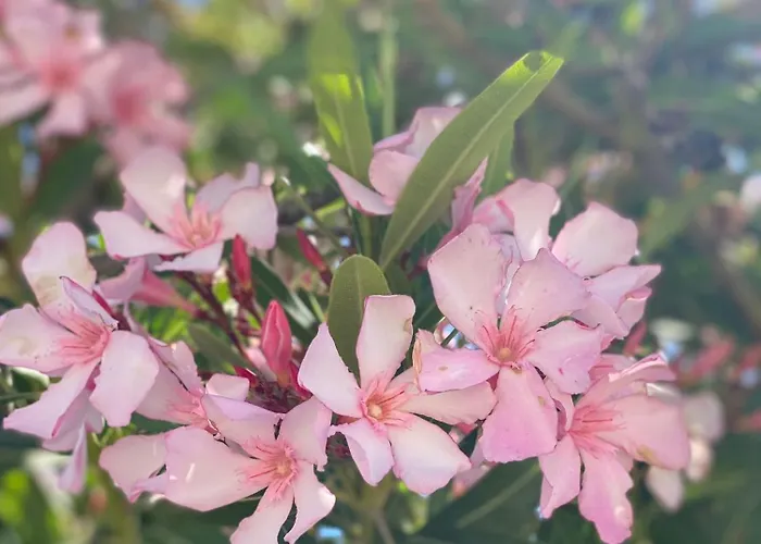 شقة Casa Di Elsa, Lambi,