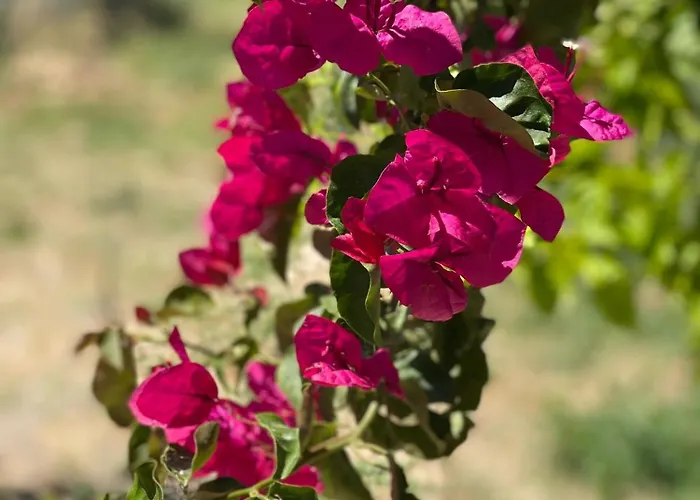 Casa Di Elsa, Lambi, شقة *