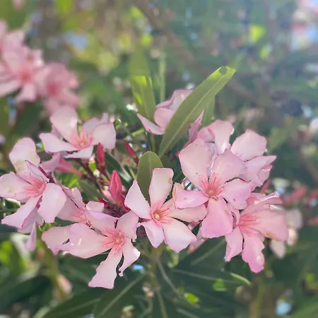 Διαμέρισμα Casa Di Elsa, Lambi,