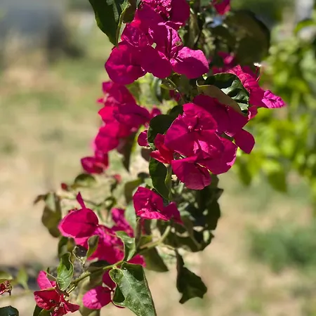 Casa Di Elsa, Lambi, Διαμέρισμα *